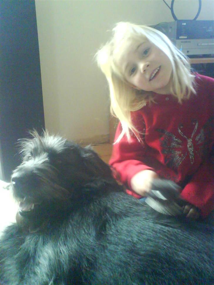 Blanding af racer Bamse - Bamse kæles af hans mindste "menneskesøster" billede 16