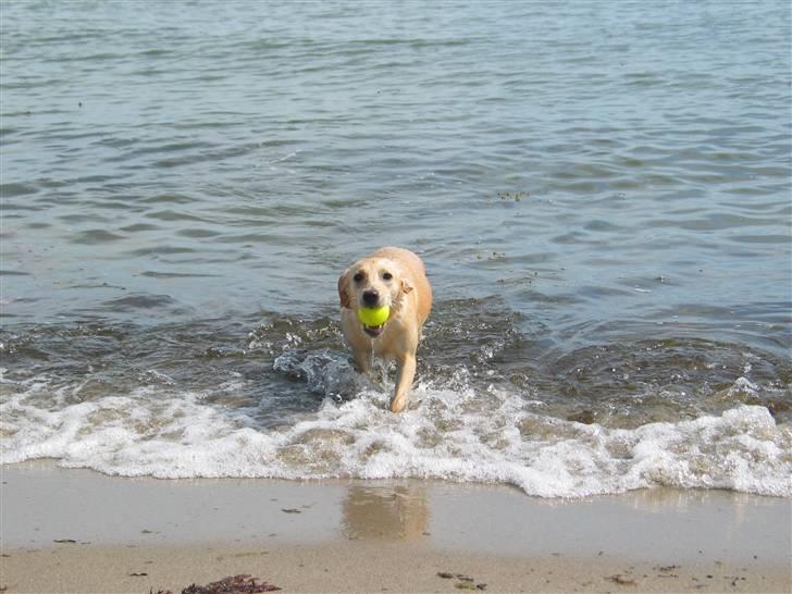 Labrador retriever Ida billede 8