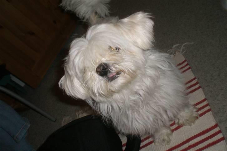 Blanding af racer Chilli - Chilli :] billede 7