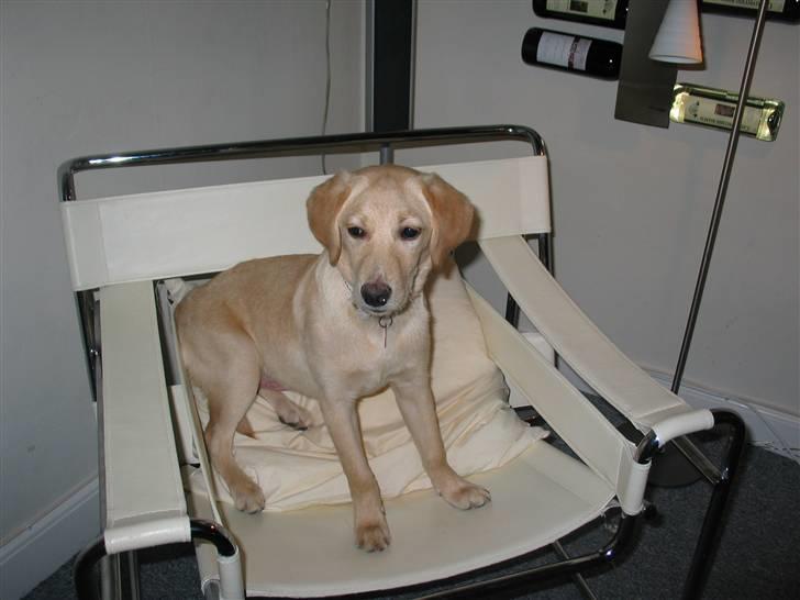 Labrador retriever Ida billede 9
