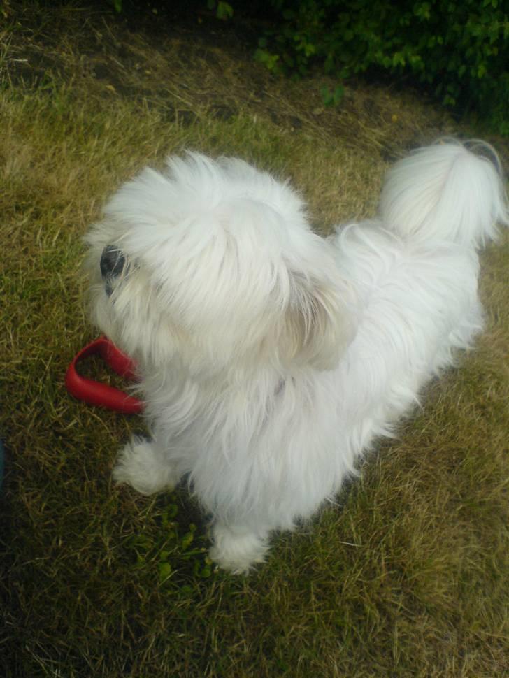 Blanding af racer Chilli - Stadig ude at gå XD billede 8