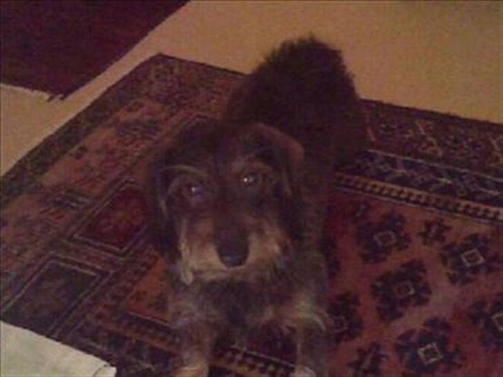 Gravhund Henry billede 8