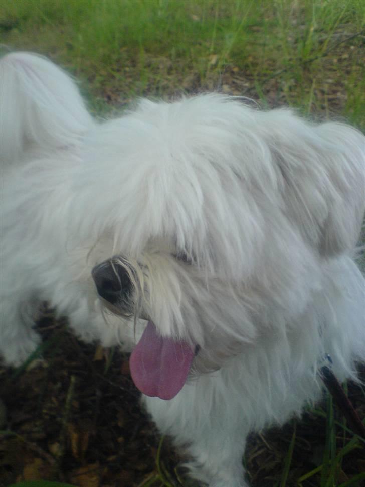 Blanding af racer Chilli - Ja, stadig ude at gå :] billede 9