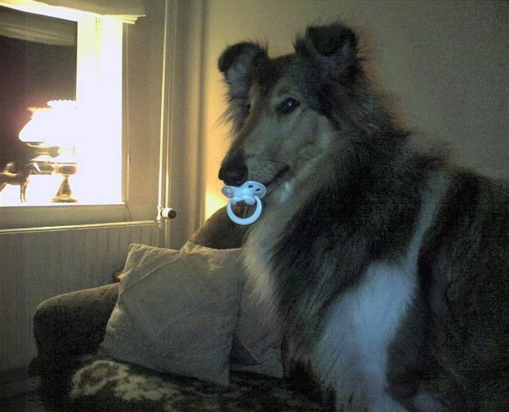 Blanding af racer Suzi/Pomkin/Money - OKAY... indrømmer... Hun bruger sut .. billede 8