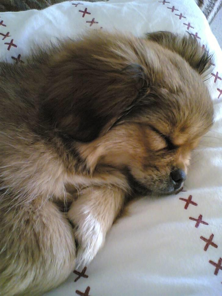 Blanding af racer Suzi/Pomkin/Money - Sååååå søøøøøøøøøøøøød når hun putter på min pude.. billede 9