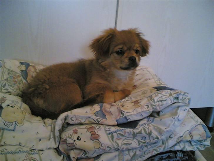 Blanding af racer Suzi/Pomkin/Money - "Se Moooar... Jeg passer på vasketøjet!!" billede 10