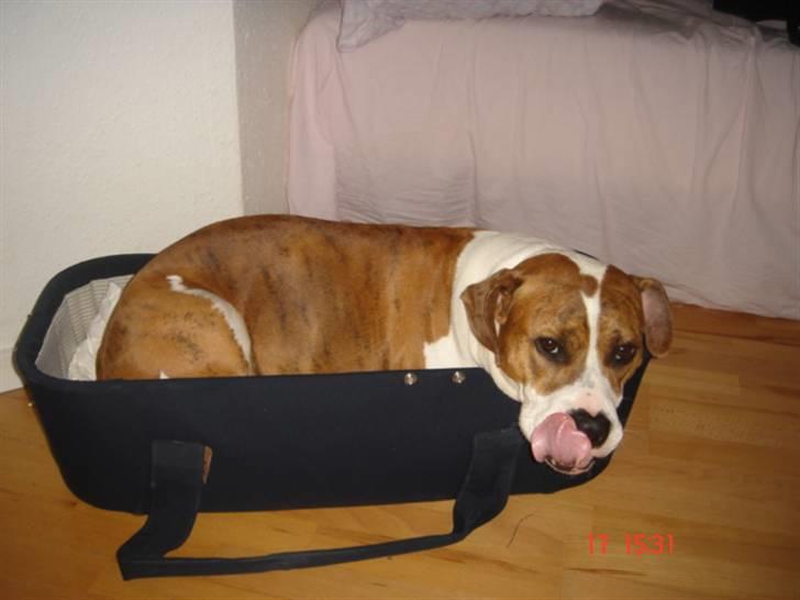 Blanding af racer Freja - Ahh.. ny kurv :) billede 13