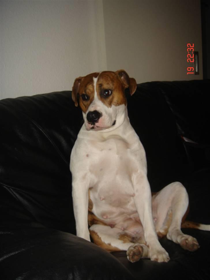 Blanding af racer Freja - Jeg er rimelig træt mor, så skynd dig lige! billede 14