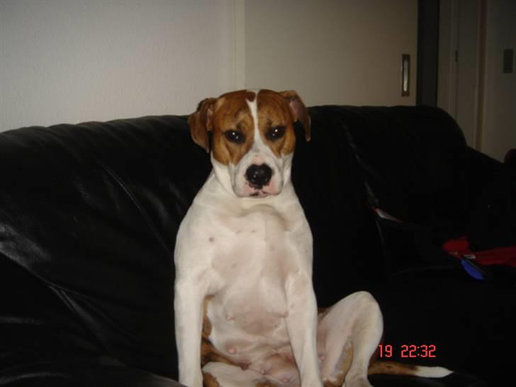 Blanding af racer Freja - Kan jeg komme i seng nu?? billede 15