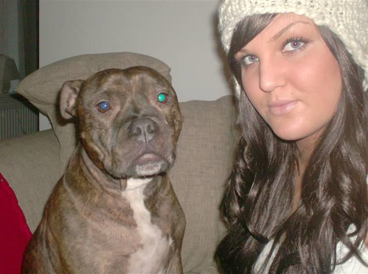 Staffordshire bull terrier Enodden's Loke billede 1