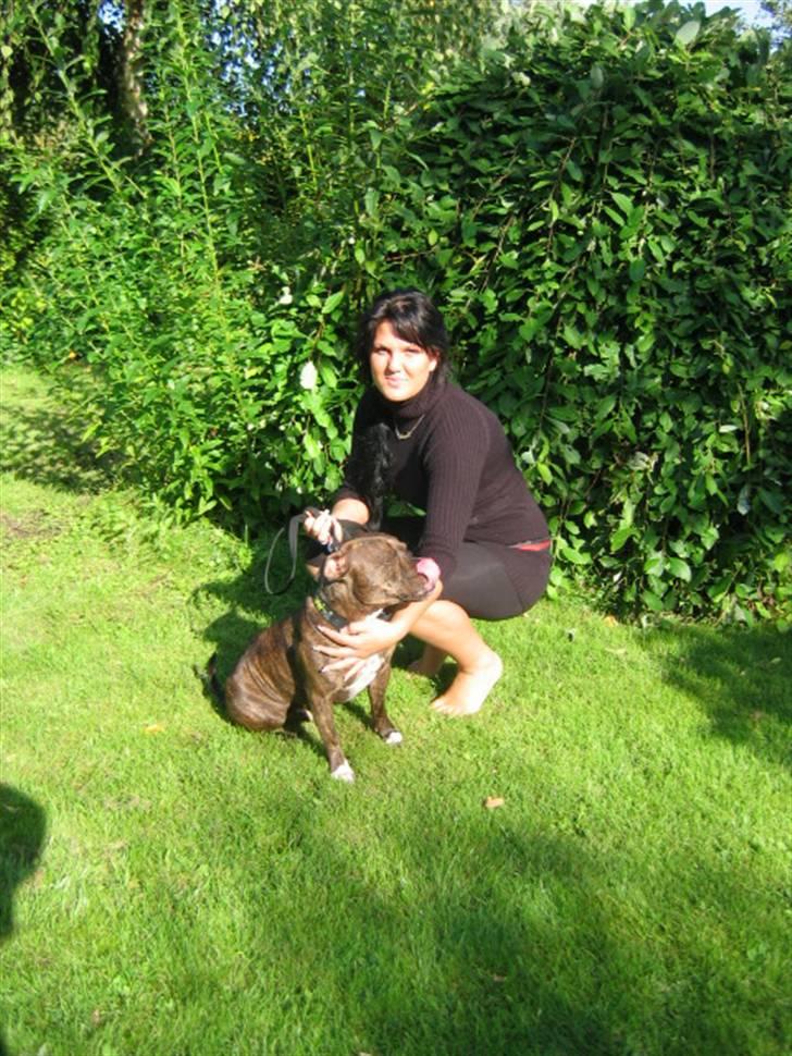 Staffordshire bull terrier Enodden's Loke billede 2