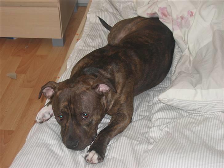 Staffordshire bull terrier Enodden's Loke billede 3