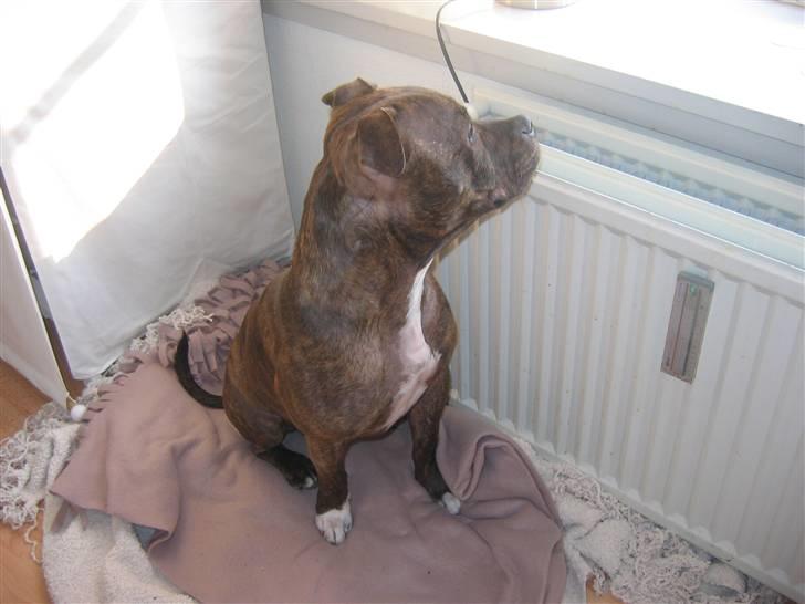 Staffordshire bull terrier Enodden's Loke billede 5