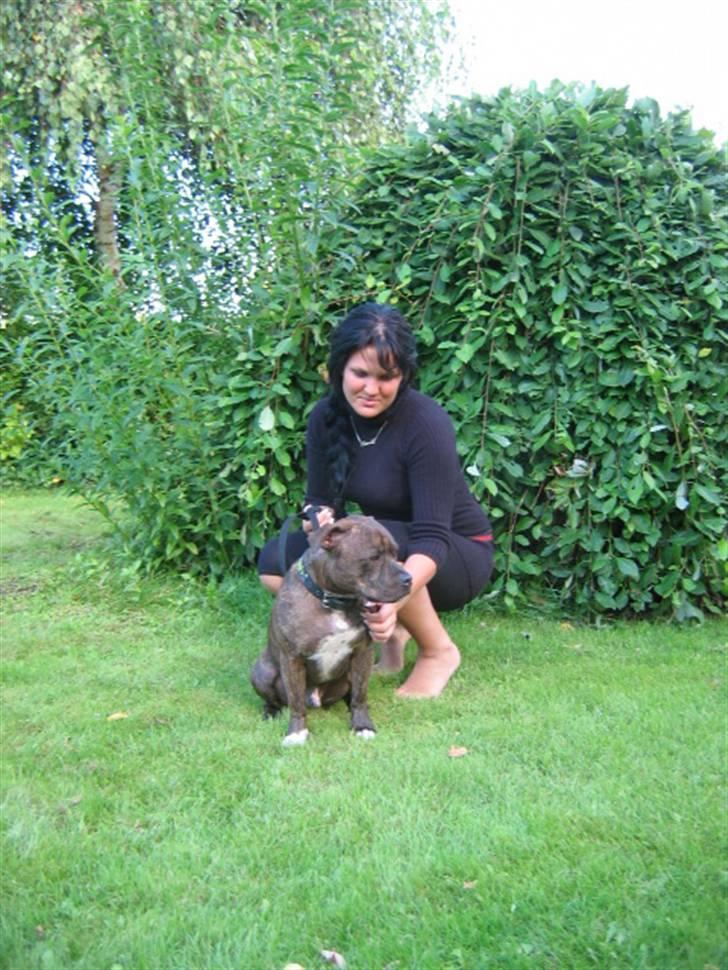 Staffordshire bull terrier Enodden's Loke billede 6