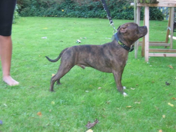Staffordshire bull terrier Enodden's Loke billede 8