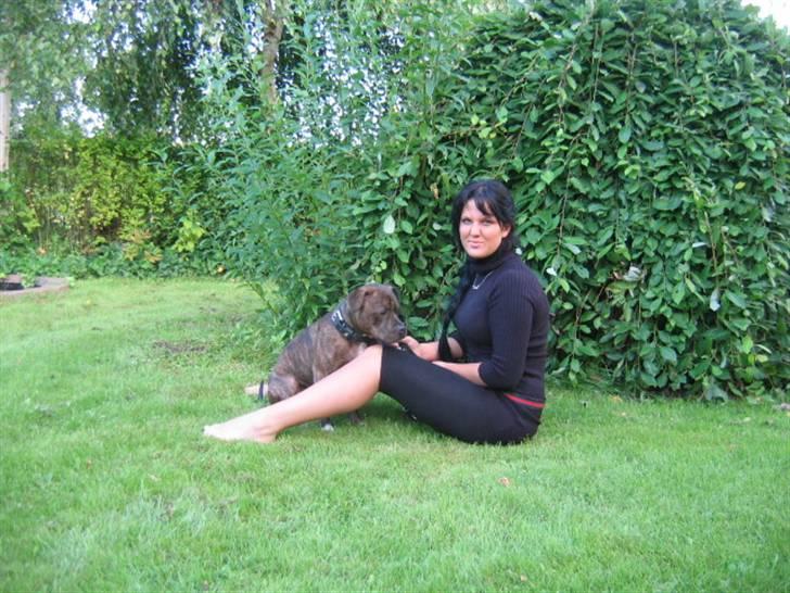 Staffordshire bull terrier Enodden's Loke billede 9