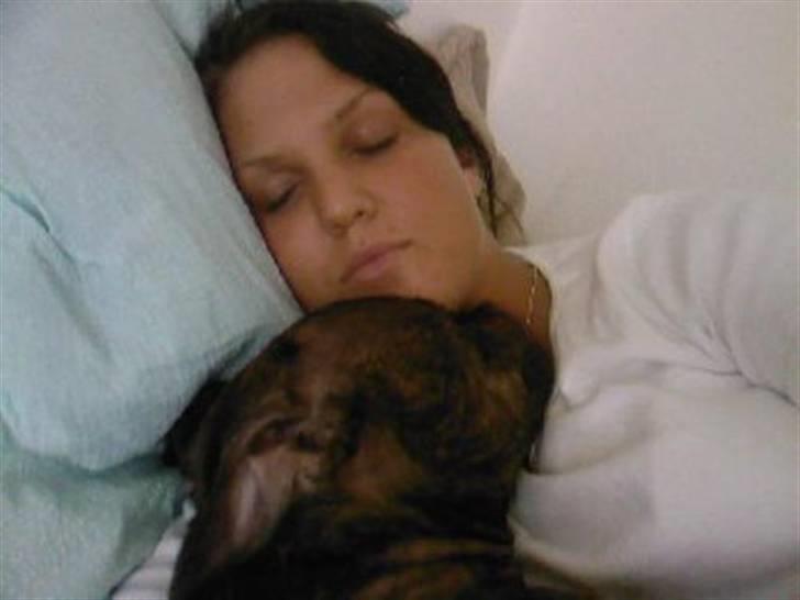 Staffordshire bull terrier Enodden's Loke billede 10