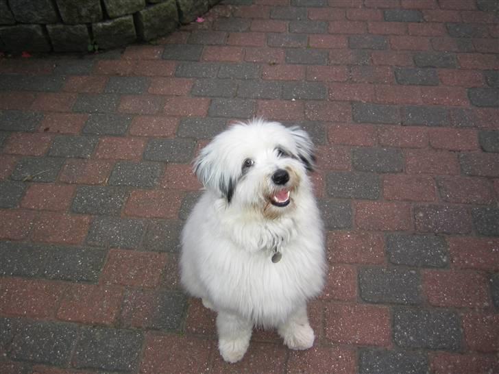 Blanding af racer Bølle - Se er jeg ikke dejlig? Har lige været ved trimmeren og er blevet fin og blød... billede 2