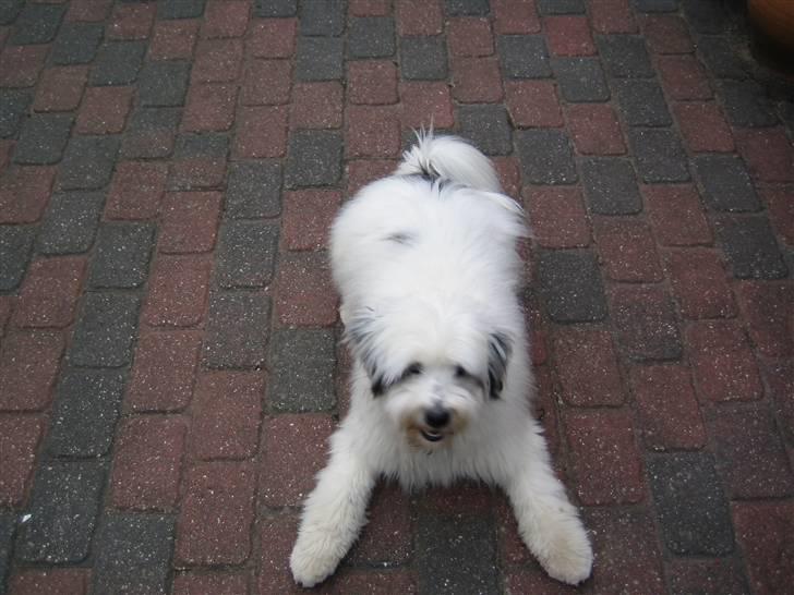 Blanding af racer Bølle - Hva pokker laver du? billede 3