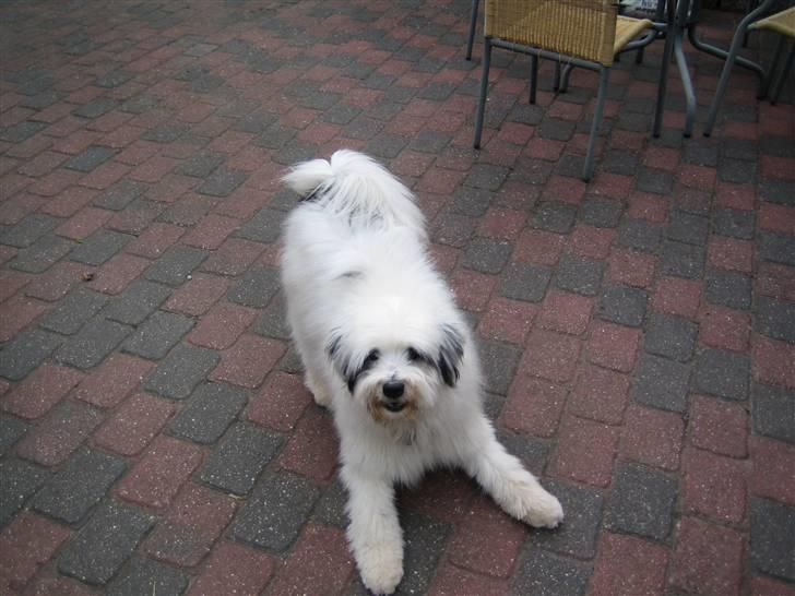 Blanding af racer Bølle - Skal vi lege? billede 4