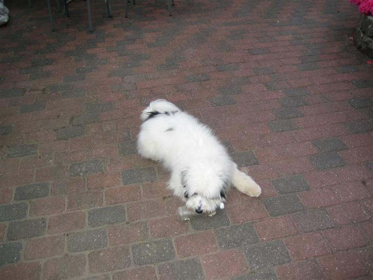 Blanding af racer Bølle - En flaske med godbider i er noget rigtig godt legetøj... billede 5