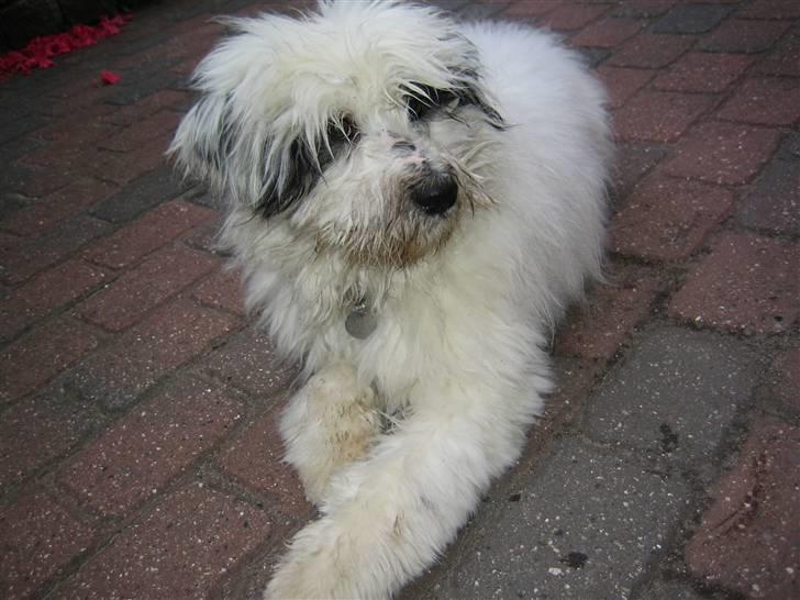 Blanding af racer Bølle - Han elsker at lege med vand... Skal næsten altid have hovedet ind i vandstrålen når man vander blomster... billede 6
