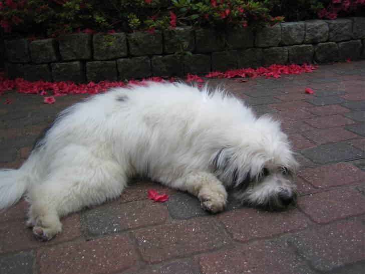 Blanding af racer Bølle - Det er hårdt at være en dejlig pelstot... billede 7