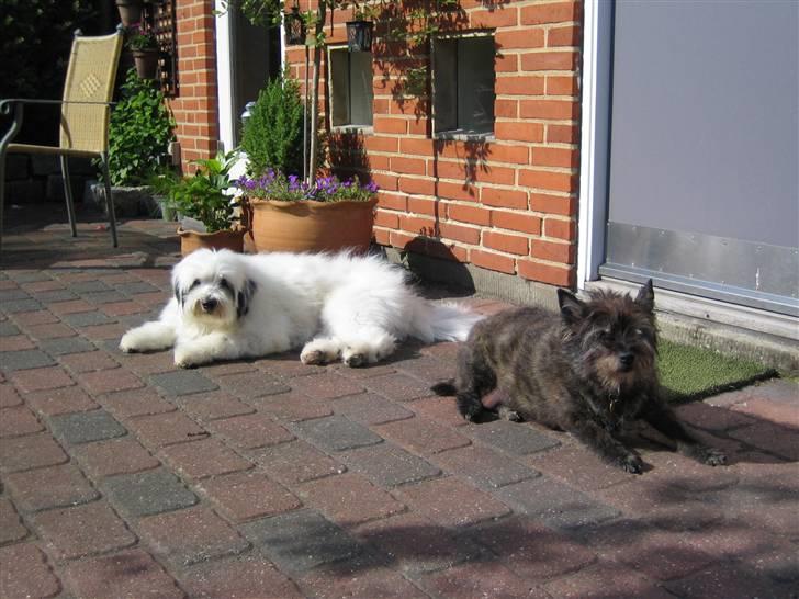 Blanding af racer Bølle - Min dejlig Bølle hund og smukke Mille hund... Hun var en meget gamel dame da billedet blev taget (13 år), men hun kunnne nu stadig holde styr på Bølle... billede 8