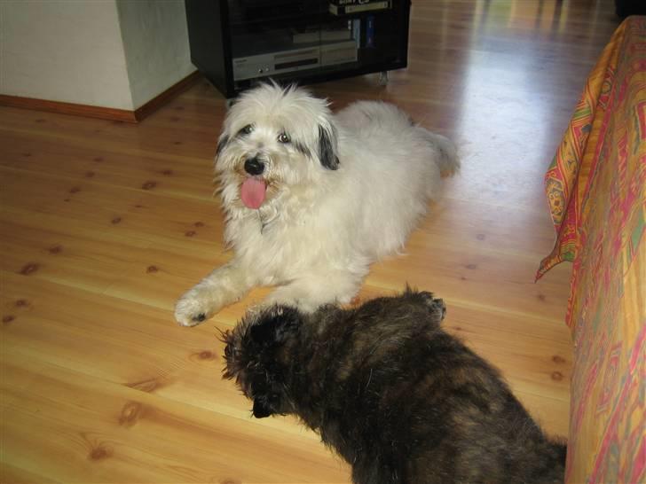 Blanding af racer Bølle - Ligger lige og hygger lidt... billede 9