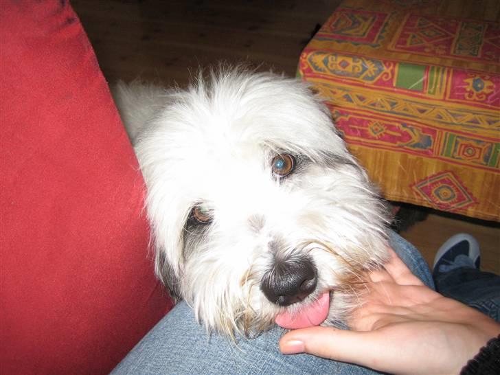 Blanding af racer Bølle - Er jeg ikk lidt dejlig? billede 10