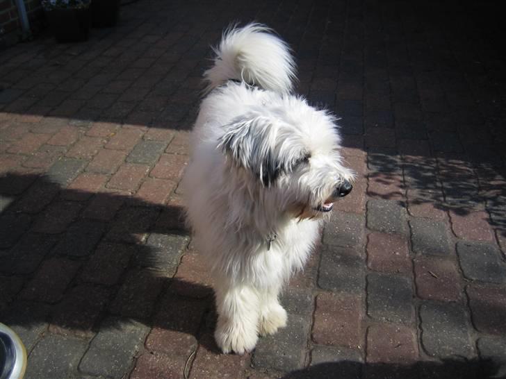 Blanding af racer Bølle - Min dejlige bølle hund... billede 11