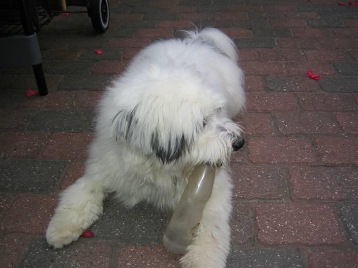 Blanding af racer Bølle - Han elsker at lege med den flaske... billede 12