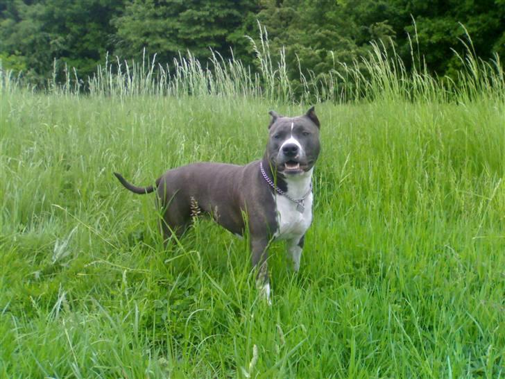 Amerikansk staffordshire terrier Alicha billede 1