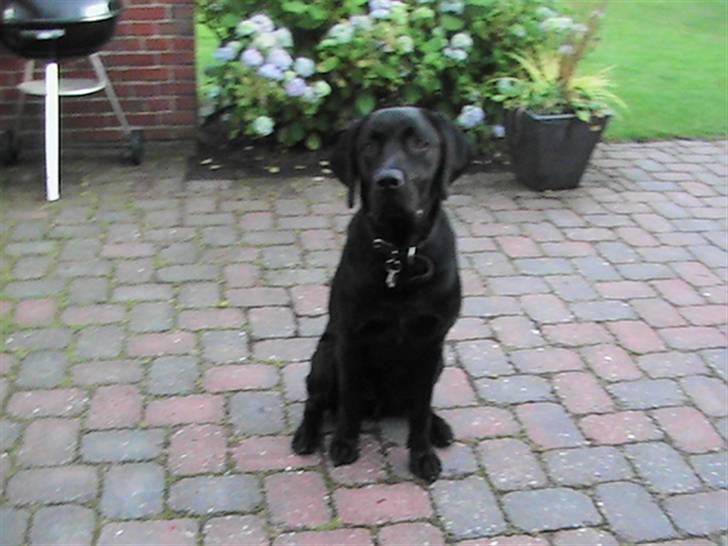 Labrador retriever Rolf - Hej jeg hedder Rolf her bor jeg... billede 2