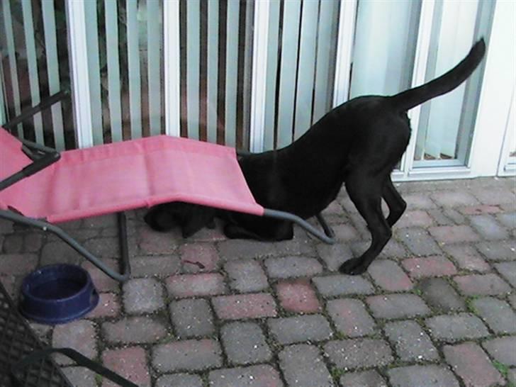 Labrador retriever Rolf - Ssssh jeg leger gemme. billede 3
