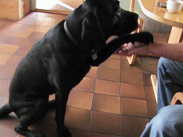 Labrador retriever Rolf - Daw daw billede 4