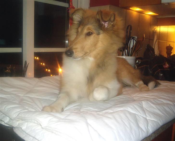 Blanding af racer Suzi/Pomkin/Money - Money på køkkenbordet ... er jeg ik fiiin ?? billede 11