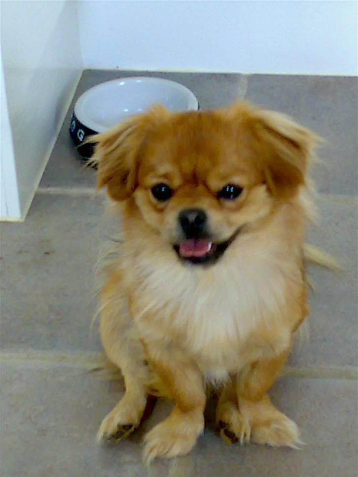 Blanding af racer Suzi/Pomkin/Money - Hej !! billede 12