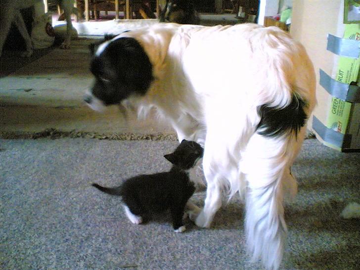 Blanding af racer Suzi/Pomkin/Money - Suzi er god mod alle.... også de moderløse killinger som hun tog til sig.. billede 13