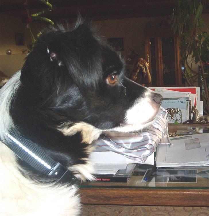 Blanding af racer Suzi/Pomkin/Money - Hmm.... kommer der mon nogen ?? billede 14