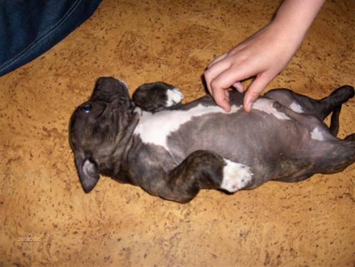 Staffordshire bull terrier Enodden's Loke billede 11