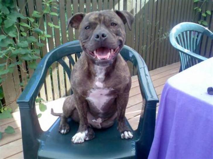 Staffordshire bull terrier Enodden's Loke billede 12