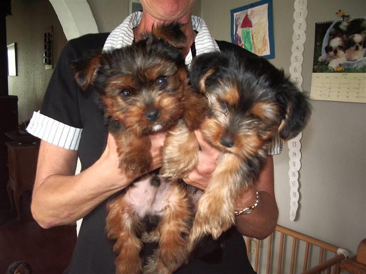 Yorkshire terrier Emma - Emma´s bror og Emma (8 uger) billede 4