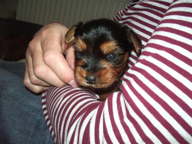 Yorkshire terrier Emma - Lille Emma (4 uger) billede 5