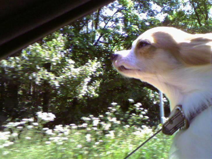 Chihuahua Zaki - Zaki hænger ude af ruden i bilen.. billede 19