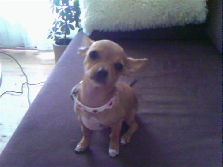 Chihuahua Lucky Luka billede 2