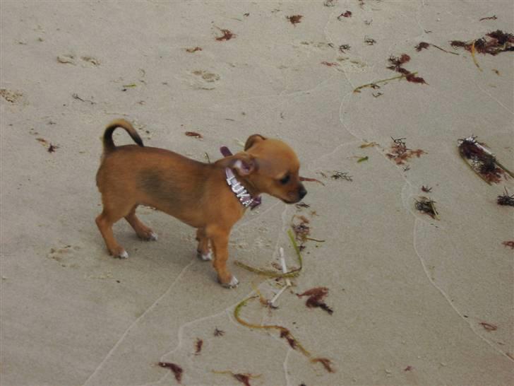 Chihuahua Lucky Luka billede 3