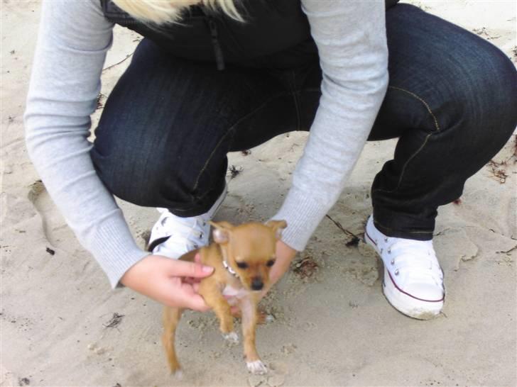Chihuahua Lucky Luka billede 4