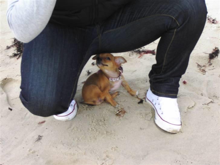 Chihuahua Lucky Luka billede 5