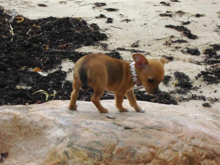 Chihuahua Lucky Luka billede 6